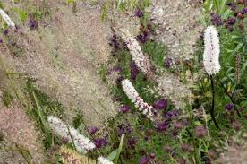 Attēlu rezultāti vaicājumam “Calamagrostis purpurea flower”