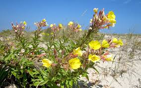 Image result for Nachtkerze