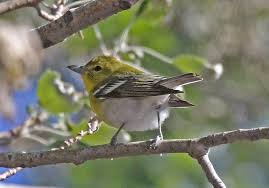 Image result for Vireo flavifrons