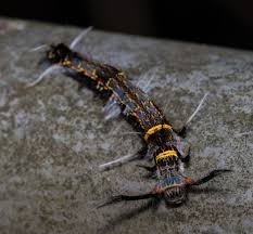 Attēlu rezultāti vaicājumam “Cribraria languescens”