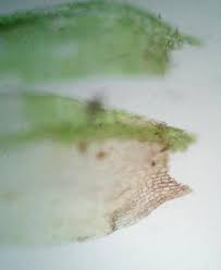 Attēlu rezultāti vaicājumam “Brachythecium salebrosum”