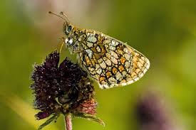 Attēlu rezultāti vaicājumam “Mellicta athalia”