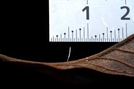 Attēlu rezultāti vaicājumam “Typhula setipes”