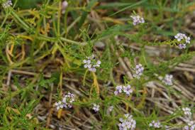 Attēlu rezultāti vaicājumam “Cakile maritima subsp. baltica leaf”