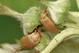 Attēlu rezultāti vaicājumam “Byturus tomentosus”