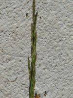 Attēlu rezultāti vaicājumam “Deschampsia cespitosa bud”