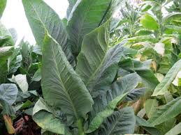 Attēlu rezultāti vaicājumam “Nicotiana tabacum leaf”
