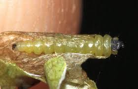 Attēlu rezultāti vaicājumam “Tischeriidae”