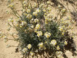 Attēlu rezultāti vaicājumam “Cribraria oregana macro”