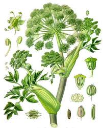 Image result for Angelica silvestris