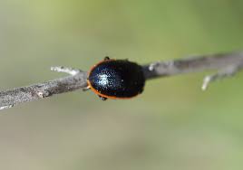 Attēlu rezultāti vaicājumam “Chrysolina sanguinolenta”