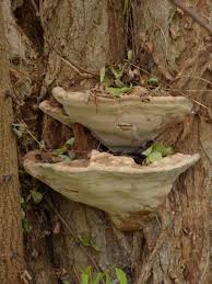 Attēlu rezultāti vaicājumam “Perenniporia subacida”