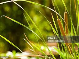 Attēlu rezultāti vaicājumam “Typha latifolia leaf”