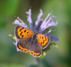 Attēlu rezultāti vaicājumam “Lycaena phlaeas underside”