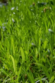 Attēlu rezultāti vaicājumam “Stellaria holostea”