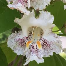 Attēlu rezultāti vaicājumam “Catalpa”