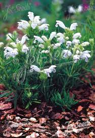 Attēlu rezultāti vaicājumam “Dracocephalum ruyschiana flower”