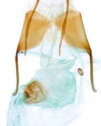 Attēlu rezultāti vaicājumam “Nycteola degenerana”