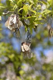 Attēlu rezultāti vaicājumam “Acer tataricum subsp. ginnala leaf”