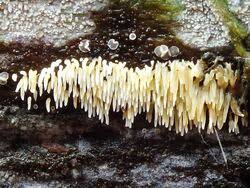 Attēlu rezultāti vaicājumam “Mucronella calva”