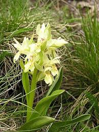 Attēlu rezultāti vaicājumam “Dactylorhiza russowii leaf”