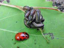 Attēlu rezultāti vaicājumam “Gonioctena viminalis”