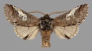 Attēlu rezultāti vaicājumam “Diloba caeruleocephala”