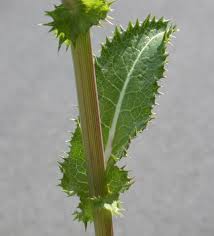 Attēlu rezultāti vaicājumam “Sonchus asper leaf”