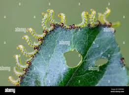Attēlu rezultāti vaicājumam “Pristiphora maesta larva”