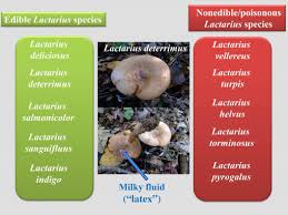 Attēlu rezultāti vaicājumam “Lactarius deterrimus”