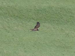 Image result for Pembrokeshire Harriers