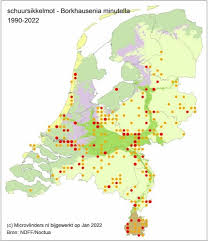 Attēlu rezultāti vaicājumam “Borkhausenia minutella”