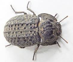 Attēlu rezultāti vaicājumam “Opatrum sabulosum”