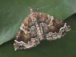 Attēlu rezultāti vaicājumam “Eulithis prunata”