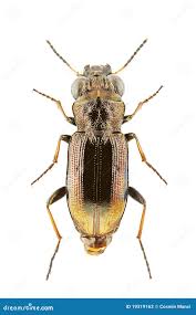 Attēlu rezultāti vaicājumam “Notiophilus palustris”