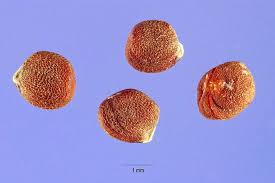 Attēlu rezultāti vaicājumam “Raphanus raphanistrum fruit”