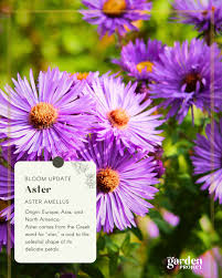 Image result for Aster amellus