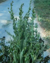 Attēlu rezultāti vaicājumam “Lobeliaceae”