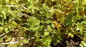 Attēlu rezultāti vaicājumam “Veronica arvensis leaf”