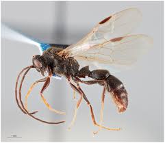 Attēlu rezultāti vaicājumam “Cabera exanthemata male”