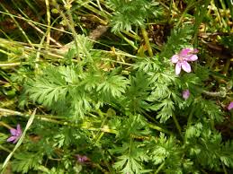 Attēlu rezultāti vaicājumam “Erodium cicutarium”