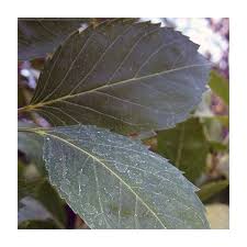 Attēlu rezultāti vaicājumam “Fraxinus excelsior leaf”