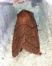 Attēlu rezultāti vaicājumam “Mythimna turca”