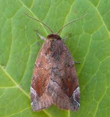 Attēlu rezultāti vaicājumam “Cosmia pyralina”