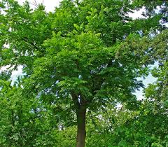 Attēlu rezultāti vaicājumam “Juglans cinerea flower”