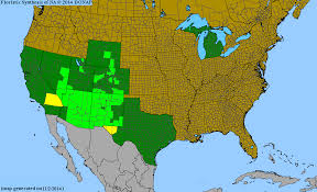 Attēlu rezultāti vaicājumam “Robinia neomexicana”