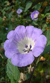 Attēlu rezultāti vaicājumam “Nicandra physalodes”
