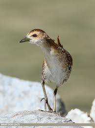 Image result for Porzana pusilla