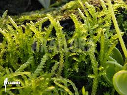 Attēlu rezultāti vaicājumam “Hypnum cupressiforme var. lacunosum sporophyte”