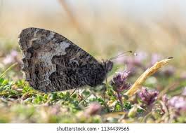 Attēlu rezultāti vaicājumam “Hipparchia semele underside”